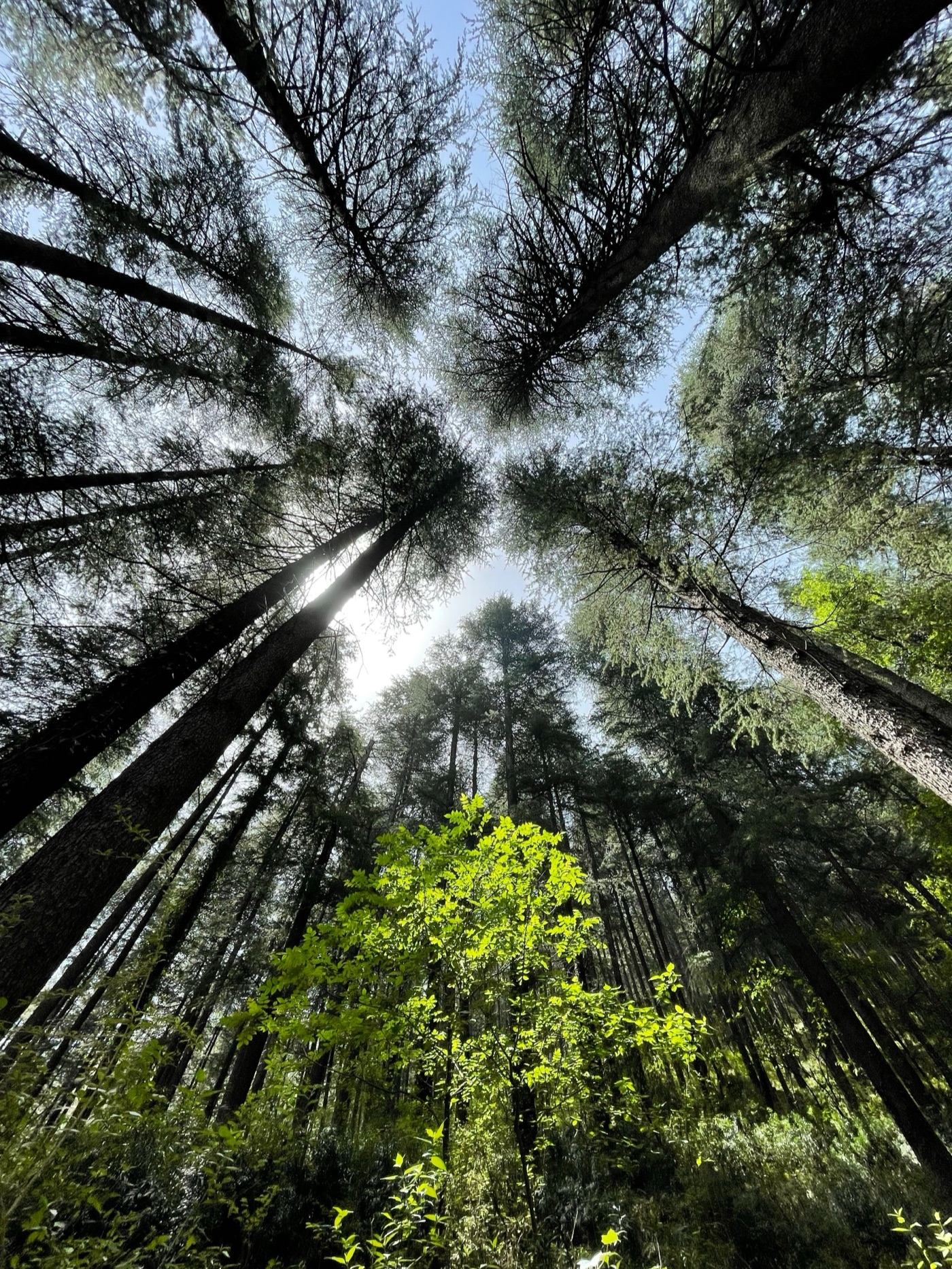 Looking up at tall evergreen trees toward a sunlit forest canopy