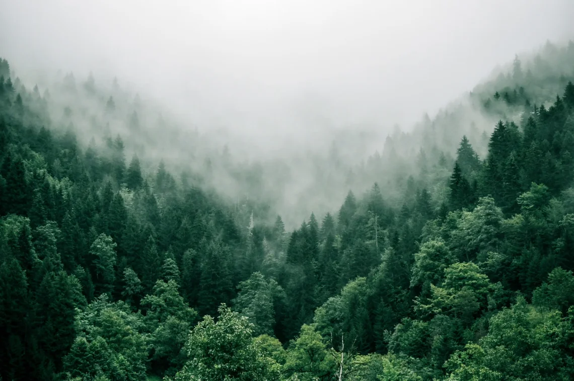 Forest and waterway in British Columbia